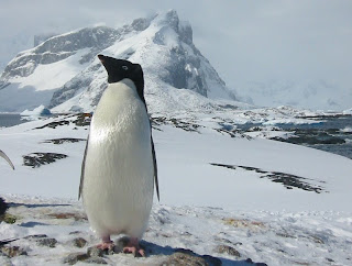 Adelie penguin