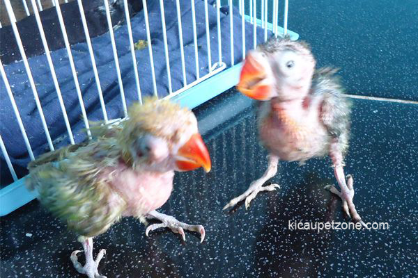 Mengatasi Penyakit Snot Pada Anakan Burung