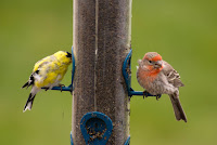 House Finch Birds