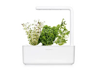 smart Italian herb