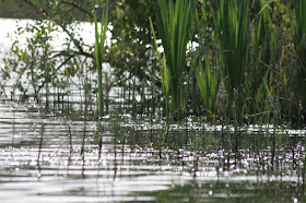 photo of play of light on Annaghmakerrig Lake, by Artist and Writer Corina Duyn