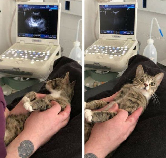 Mèo mướp sửng sốt khi phát hiện mang thai