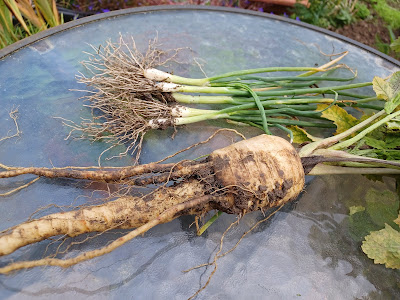 First parsnip of the year