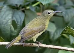 Crimson sunbird female- Birds of India