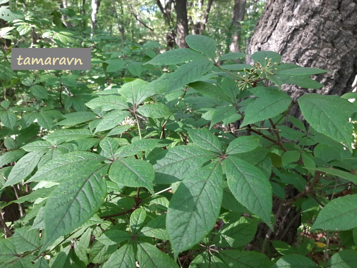 Элеутерококк колючий / Свободноягодник колючий (Eleutherococcus senticosus)