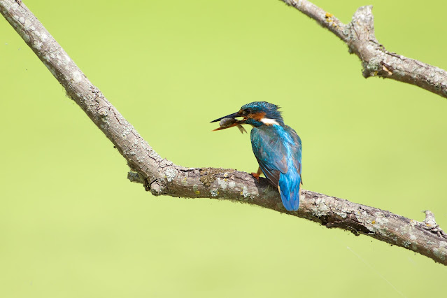 RSPB Rye Meads - Common Kingfisher छोटा किलकिला, राम चिरैया, शरीफन, निता मछराला  (Alcedo atthis)