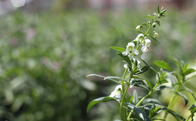 Angelonia Flowers Pictures