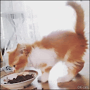 Funny Kitten GIF • Happy kitty eating and kneading at the same time.