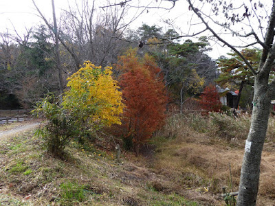 くろんど池 秋の紅葉ウォーキング