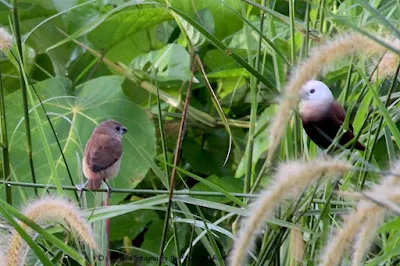 White-headed Munia - Juvenile and Adult