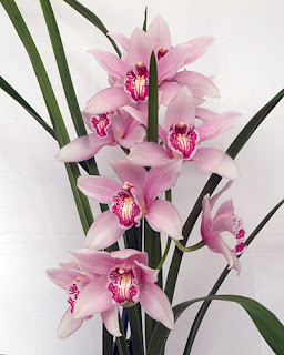 orchids