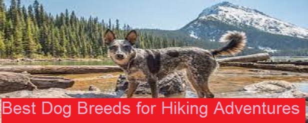 Best Dog Breeds for Hiking Adventures