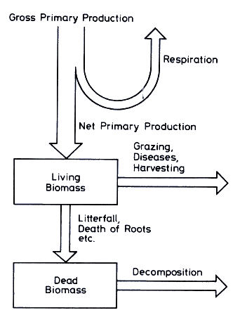 Gross Primary Productivity and Net Primary Productivity