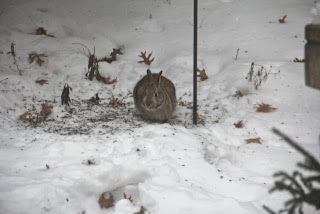 cottontail feeding under bird feeder