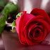Red Rose Image Hd-Red Roses Hd Images-Hd Red Rose.