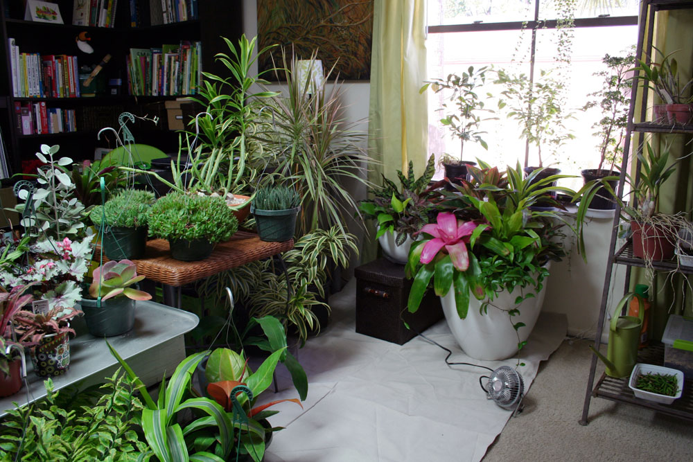 The Rainforest Garden: How to Plant a Garden Indoors