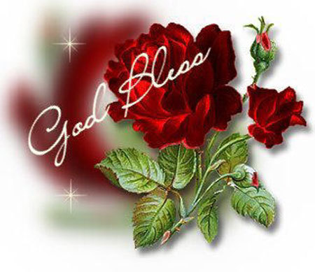 red rose flower background. wallpaper red rose.