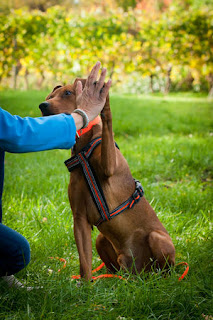 interação com cães