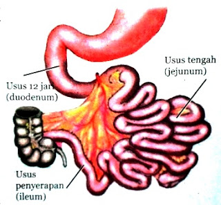 Struktur dan Fungsi Organ Pencernaan Utama dan Tambahan Pada Sistem Pencernaan Manusia