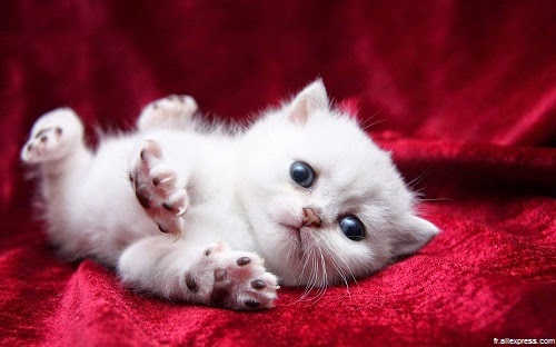 Le chaton le plus mignon du monde ? YouTube - image de chaton tout mignon