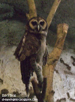 木柵動物園-貓頭鷹-褐林鴞