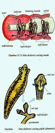 Sistem Ekskresi Hewan  Vertebrata dan Avertebrata  