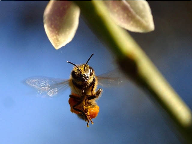 RECOLECTANDO POLEN - COLLECTING POLLEN.