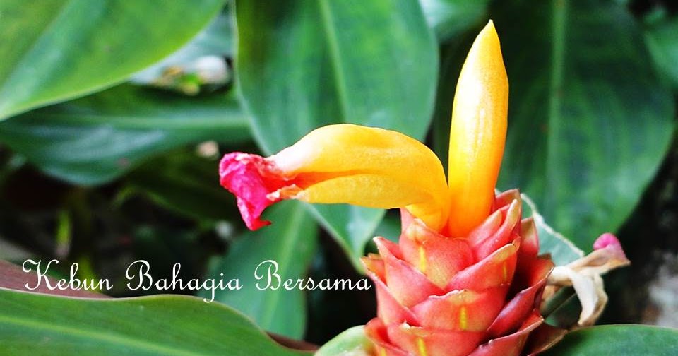 Kebun Bahagia Bersama Anak Pokok Costus