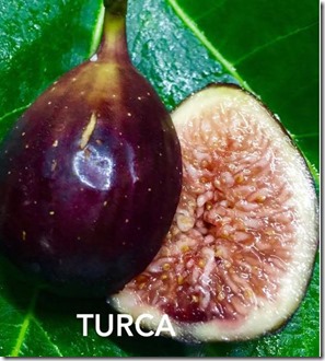 tulca