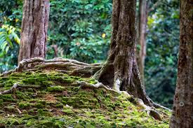  TEMPAT WISATA DI MUARA JAMBI SENGETI TERBARU YANG WAJIB DIKUNJUNGI 11 TEMPAT WISATA DI MUARA JAMBI SENGETI TERBARU YANG WAJIB DIKUNJUNGI