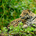 Brazil scientists warn on dwindling jaguar population