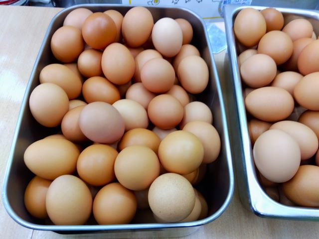 九十九里ファーム たまご屋さんコッコ　たまご食べ放題　たまごかけご飯　セット　卵
