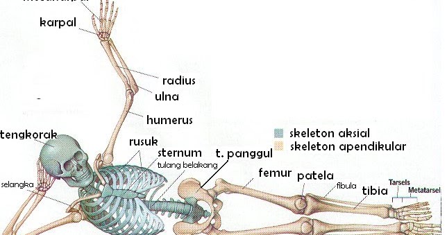 Sistem Rangka Tubuh Manusia  SEMANGAT BELAJAR MAHASISWA UT