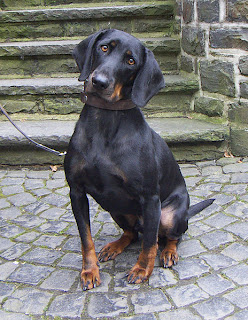 Austrian Black and Tan Hound Dog Picture