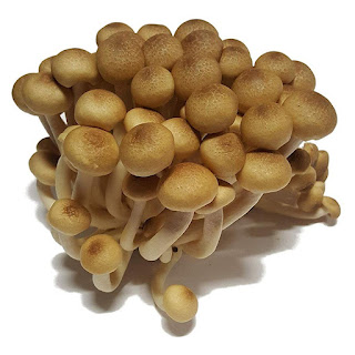 Buy Buna shimeji Mushroom Growing Kit online