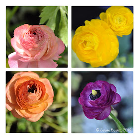 ranunculus photos by Lorrie Everitt