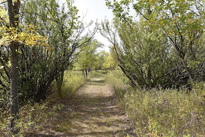 Danielson Provincial Park tunnel of trees hiking trail.