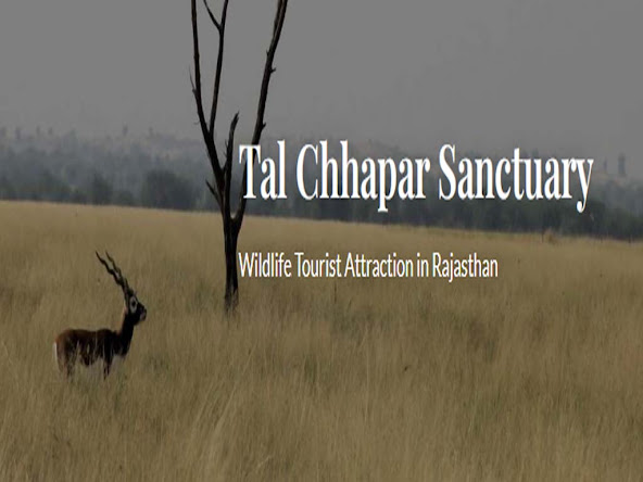 ताल छापर अभयारण्य के बारे में जानकारी | Tal Chaapar Wild Life Sanctuary