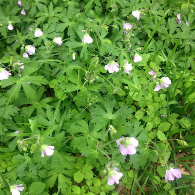 Bird-Foot Violet Wildflower in Light Purple at the Arnold Arboretum