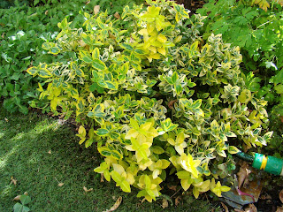 Bonetero rastrero (Euonymus fortunei 'Emerald' n 'Gold').