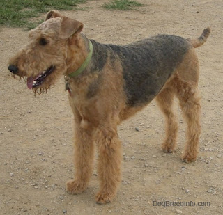 Airedale Terrier Temperament