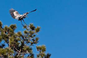 Great Blue Herons Nesting In Flight in Custer State Park Black Hills SD by Dakota Visions Photography LLC