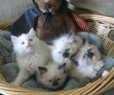 Ragdoll cats pictures