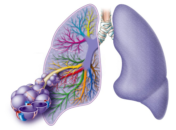 Which is the best treatment for lower respiratory tract infections?