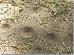 Ant lion holes better 6-24-2013 9-36-28 AM 3616x2712
