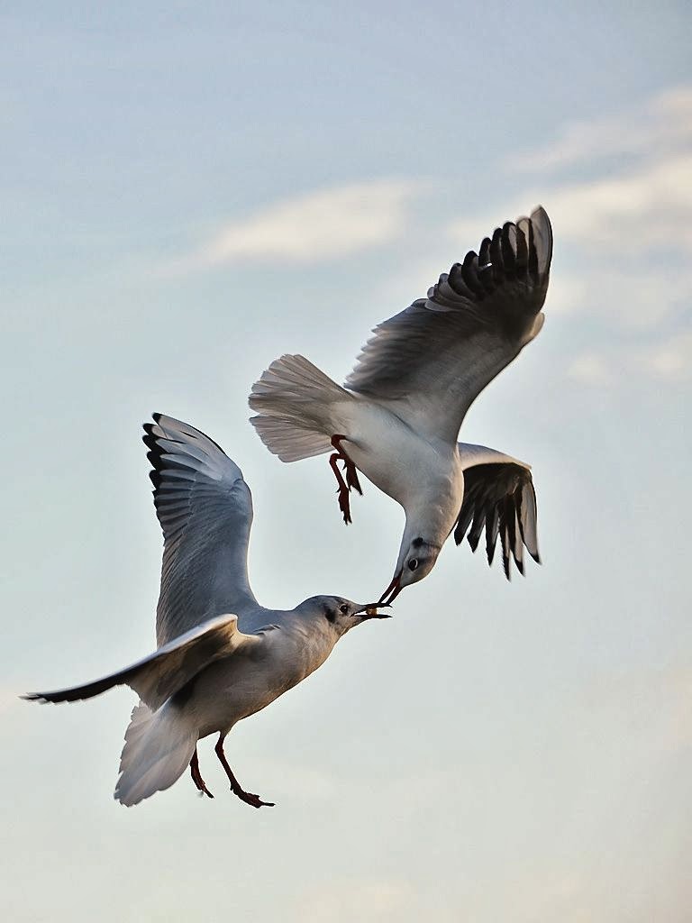 Foto Foto Burung Berciuman Saat Terbang