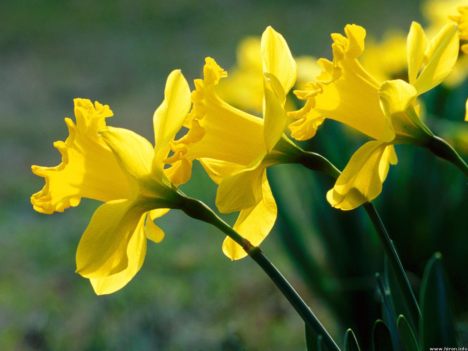 Amazingly perfect daffodils in nature, 2011 free download wallpapers