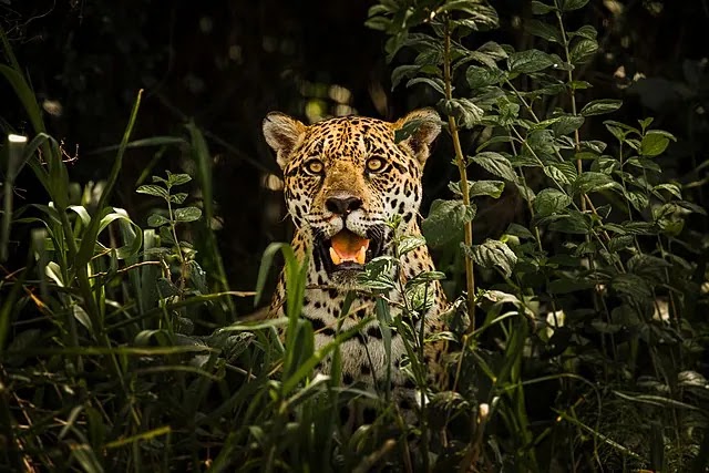 Jaguar