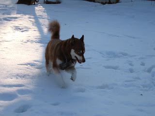 Lobo, a copper colored husky, enjoys jumping and running in the snow