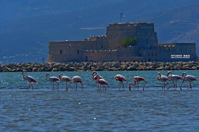 Ταξιδιάρικα φλαμίνγκο ξαποσταίνουν στο Ναύπλιο